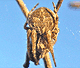 Agalenatea redii