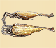 Arachnura scorpionoides