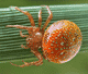 Araneus alsine