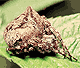 Araneus angulatus