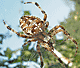 Araneus diadematus