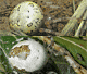 Araneus marmoreus