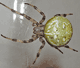 Araneus quadratus