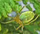 Araniella cucurbitina