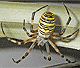 Argiope bruennichi