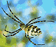 Argiope lobata