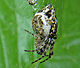 Cyclosa conica