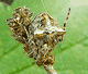 Gibbaranea bituberculata