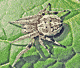 Larinioides cornutus
