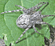 Larinioides ixobolus