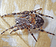 Larinioides patagiatus