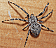 Larinioides sclopetarius