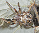 Larinioides suspicax