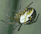 Mangora acalypha