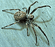 Nuctenea umbratica