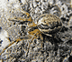 Zygiella atrica