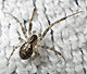 Zygiella x-notata