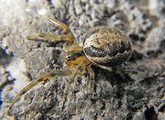 Zygiella atrica