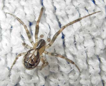 Zygiella x-notata