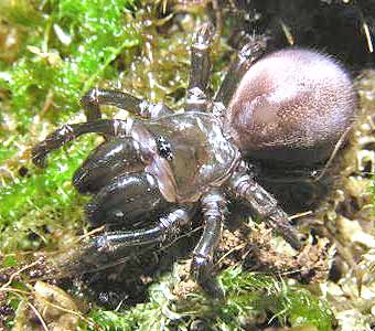 Atypus affinis