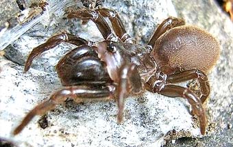 Atypus karschi