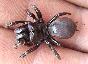 Atypus muralis