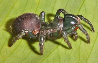 Atypus piceus