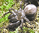 Atypus affinis