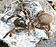 Atypus karschi