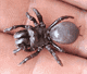 Atypus muralis
