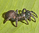 Atypus piceus