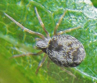 Dictyna uncinata