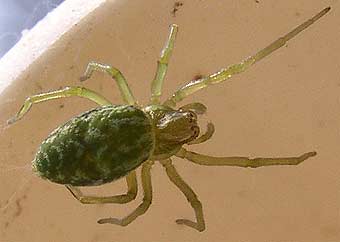 Nigma walckenaeri