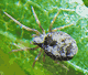 Dictyna uncinata