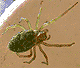 Nigma walckenaeri