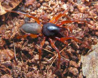 Dysdera erythrina