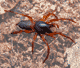Dysdera erythrina
