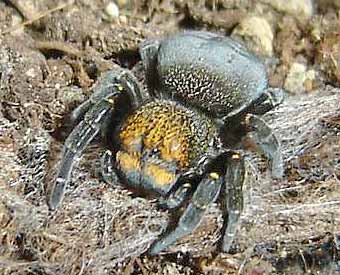Eresus moravicus