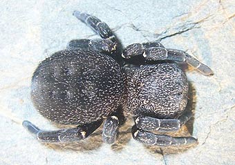 Eresus sandaliatus