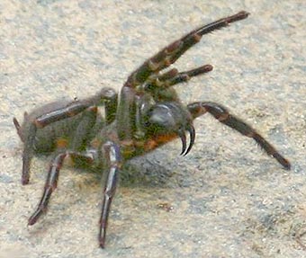 Atrax robustus