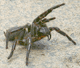 Atrax robustus