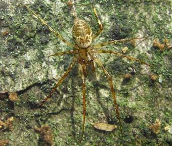 Drapetisca socialis