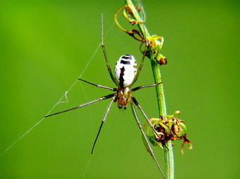 Frontinellina frutetorum