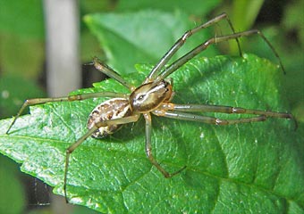 Linyphia triangularis