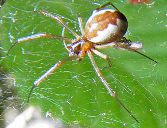 Neriene peltata