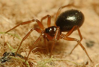 Oedothorax apicatus