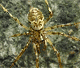 Drapetisca socialis