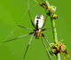 Frontinellina frutetorum