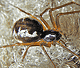 Linyphia hortensis