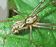 Linyphia triangularis